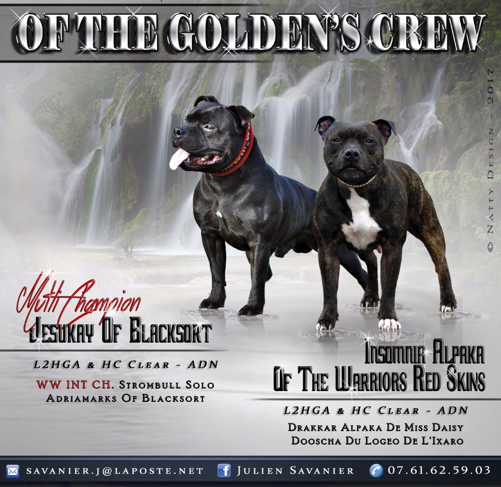 chiot Staffordshire Bull Terrier Of The Golden's Crew
